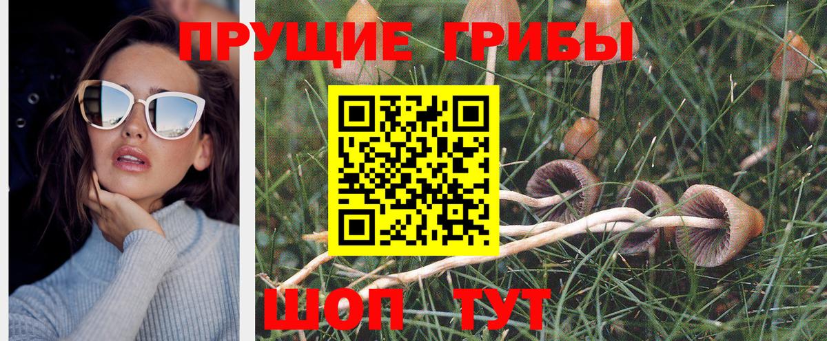 Псилоцибиновые грибы Psilocybine cubensis Ржев